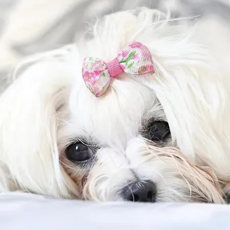 B&B Maltese Maltese